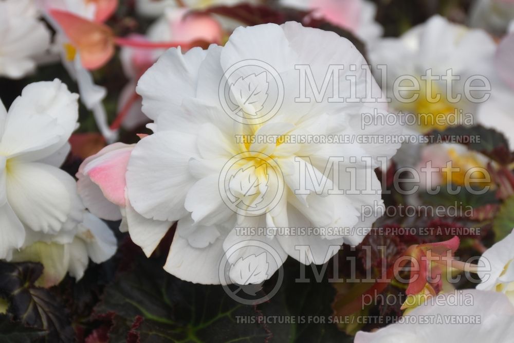 Begonia Nonstop Joy Mocca White (begonia) 4 