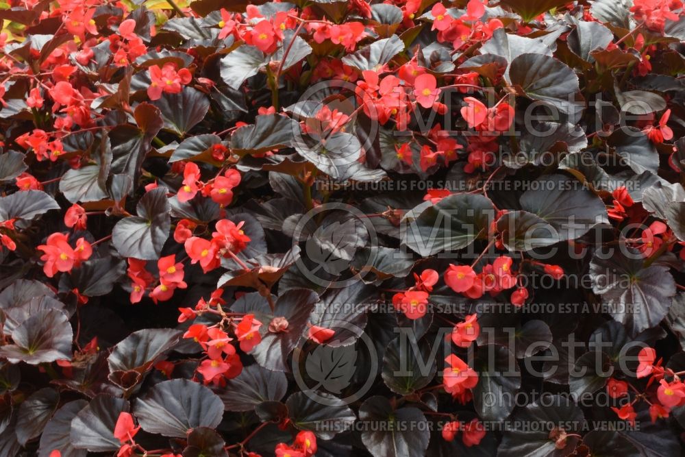Begonia Viking XL Red on Chocolate (begonia) 1 