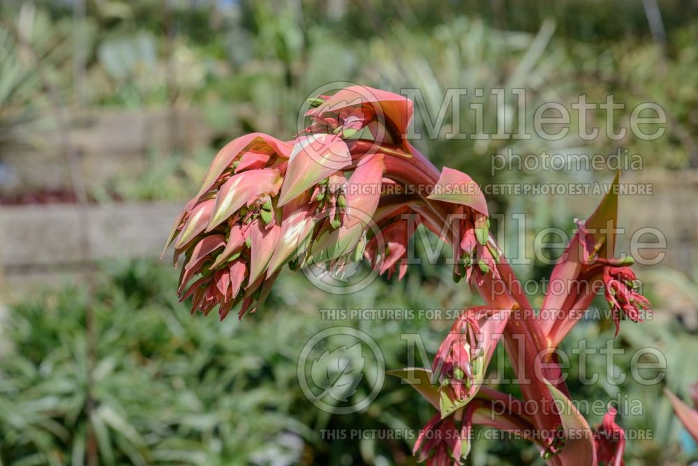 Beschorneria yuccoides (yucca-leaved beschorneria) 1 