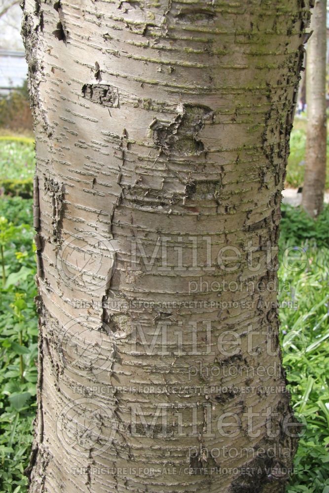 Betula lutea or alleghaniensis - bark (Yellow Birch) 4 