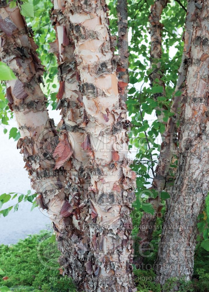Betula Heritage or Cully (Birch) 1 