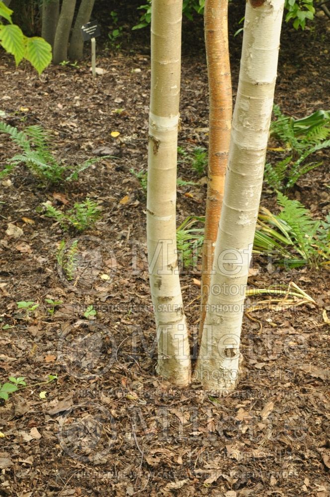 Betula papyrifera - Bark (Birch) 4 