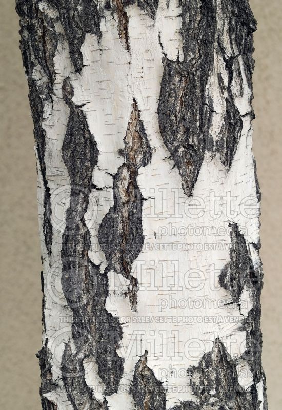Betula pendula - Bark (Birch) 1 