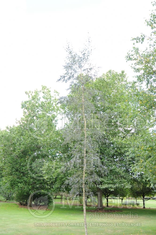 Betula Royal Frost (Birch - bouleau) 5