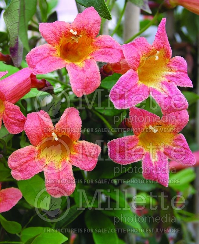 Bignonia Tangerine Beauty (Cross Vine, Trumpet Flower) 4 