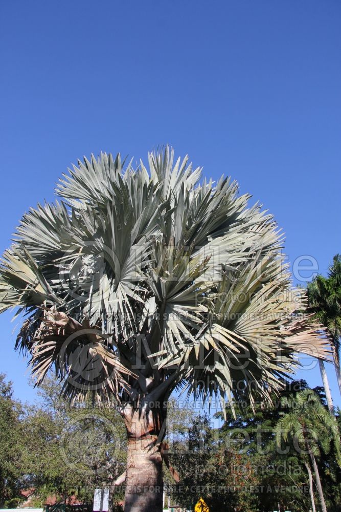 Bismarckia nobilis (Bismarck Palm) 2