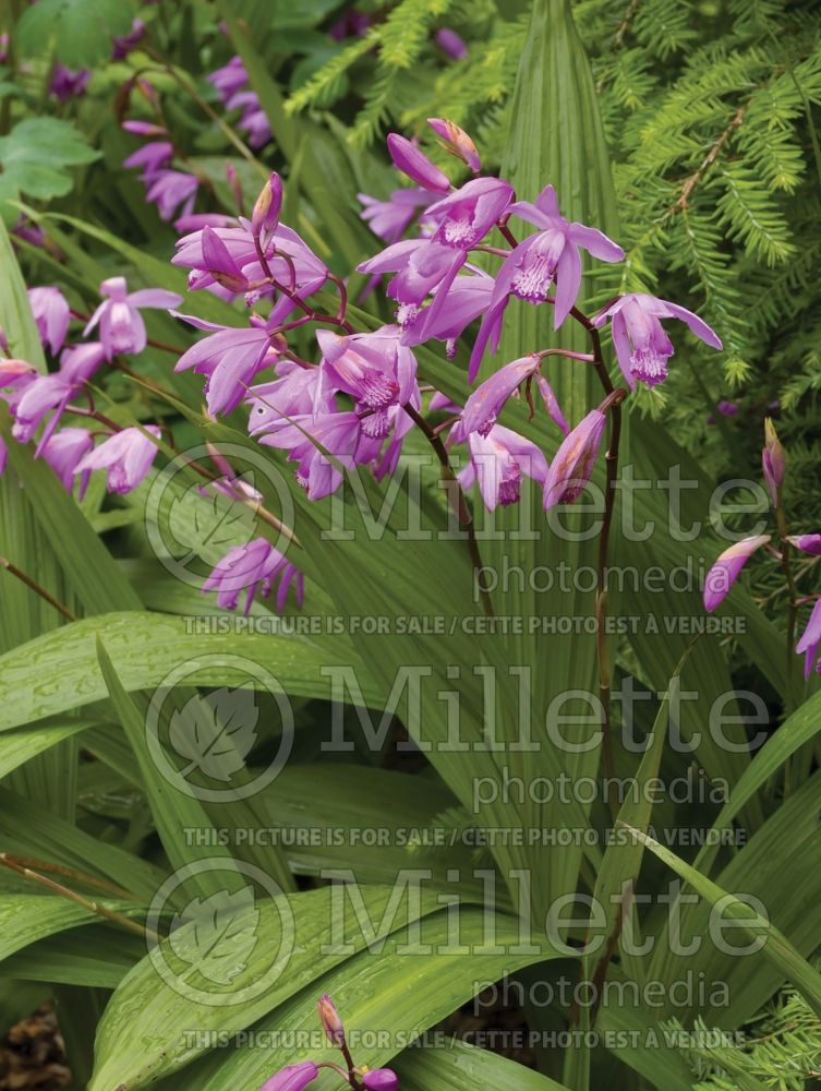 Bletilla striata aka Bletia hyacinthina (Chinese Ground Orchid) 2