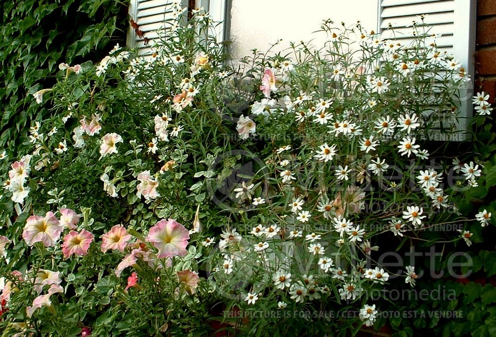 Window box with pink and white flowers (Ambiance) 84 