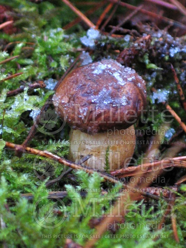 Boletus badius or Xerocumus badius (Bay bolete) (Edible mushroom) 5 