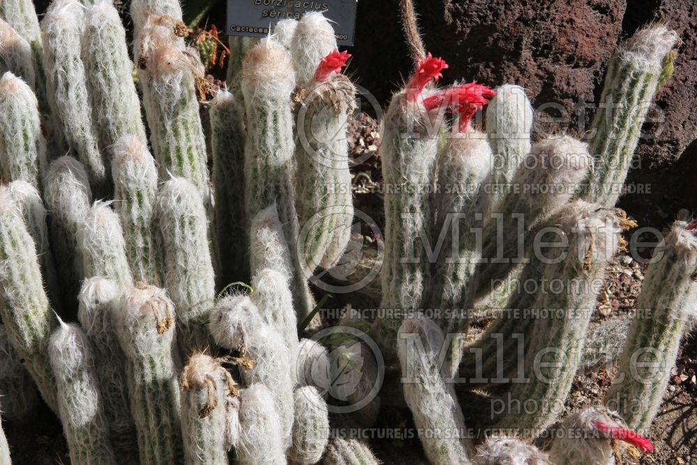 Borzicactus sericatus (Cactus) 1