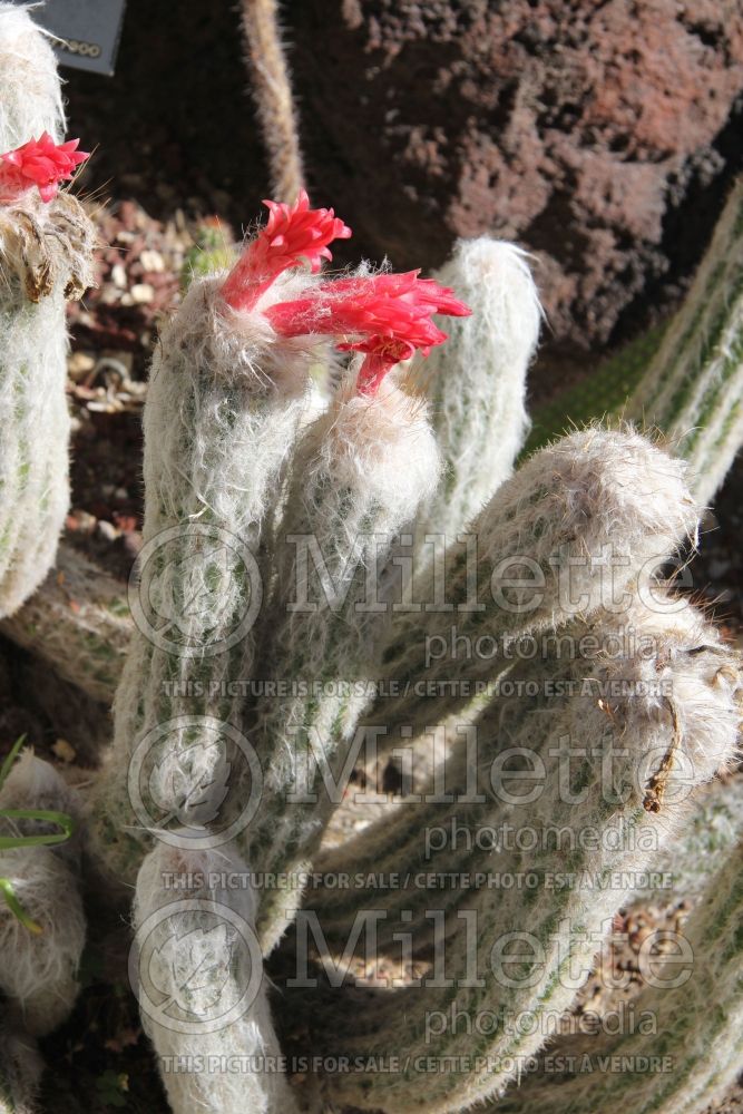 Borzicactus sericatus (Cactus) 2