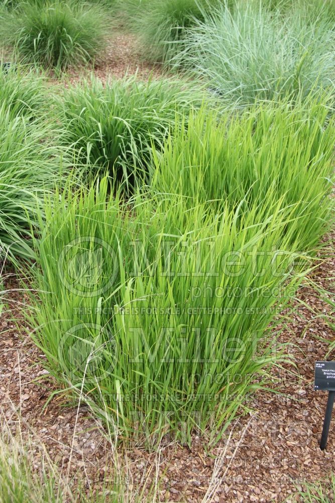 Brachypodium pinnatum (The heath false brome or tor-grass ornamental grass) 2 