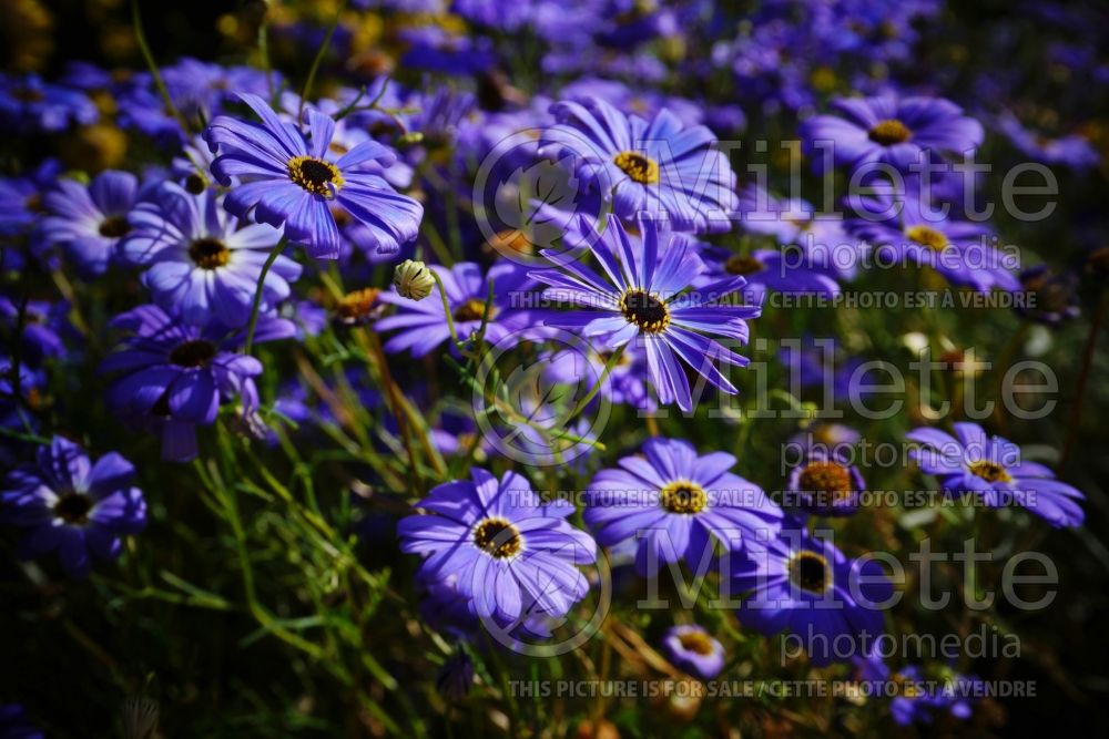 Brachyscome Blue Mist (Grassland daisy) 2 