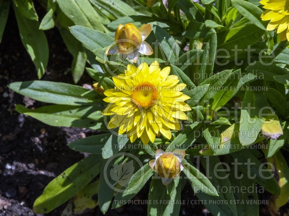 Bracteantha Mohave Yellow (Strawflower) 2