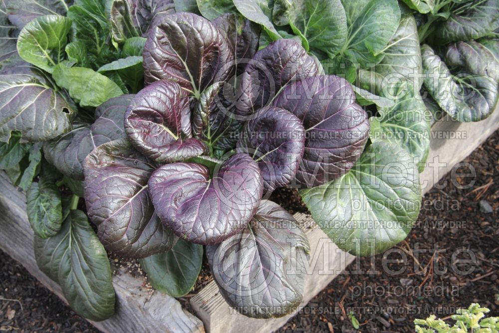 Brassica Red Violet TatSoi (Chinese cabbage vegetable) 2 