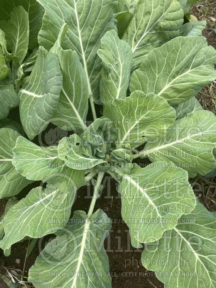 Brassica Champion (Collards vegetable) 1 