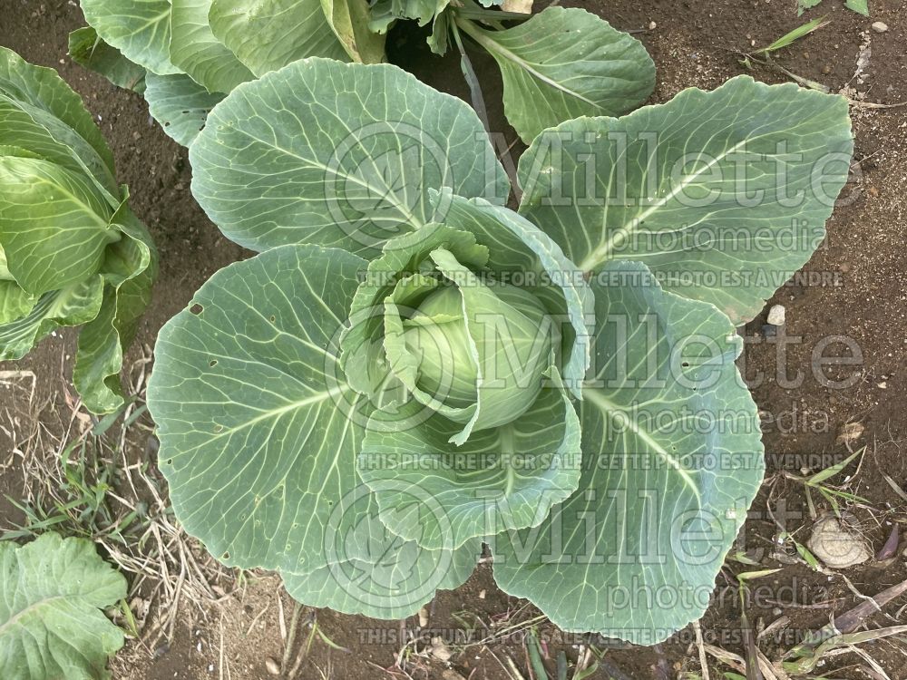Brassica Copenhagen (Cabbage vegetable) 2 