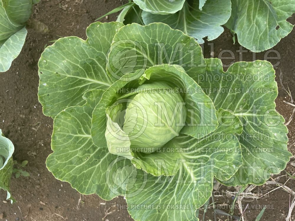 Brassica Copenhagen (Cabbage vegetable) 1 