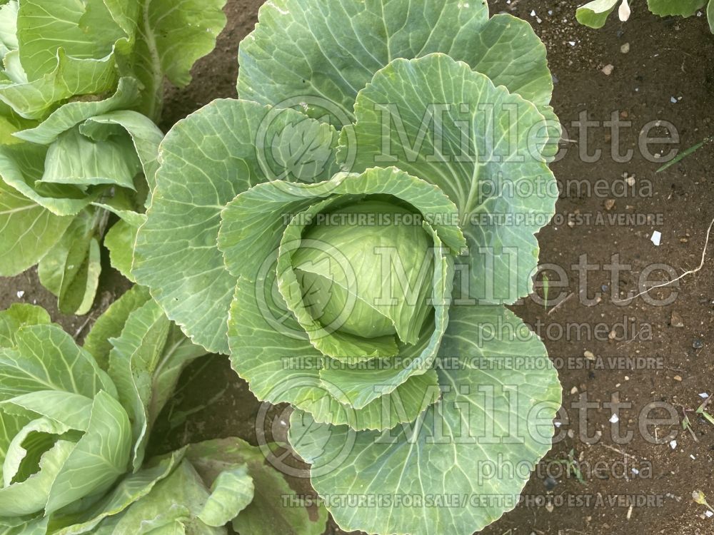 Brassica Copenhagen (Cabbage vegetable) 3 