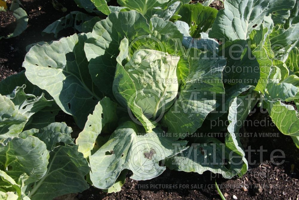 Brassica Earliana (Cabbage vegetable - chou) 1 