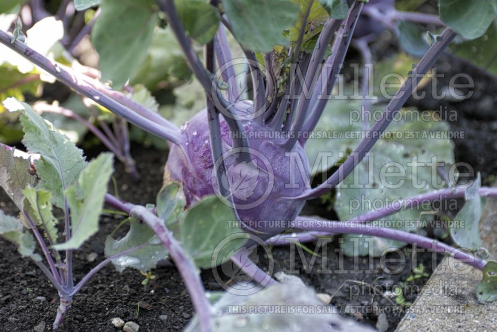 Brassica Early Purple Vienna (Cabbage Kohlrabi vegetable) 1 