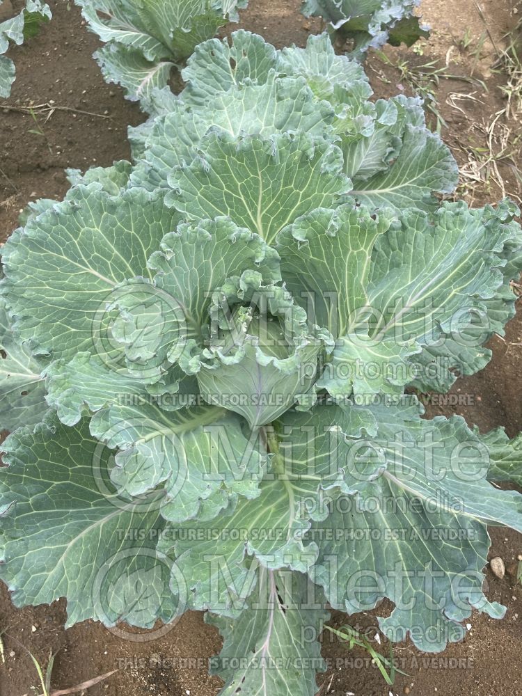 Brassica Milan de Pontoise (Cabbage vegetable) 1 