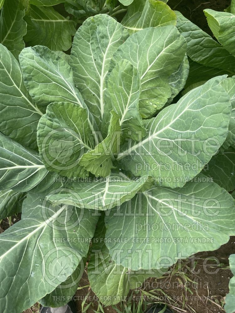 Brassica Morris Heading (Cabbage vegetable) 2 