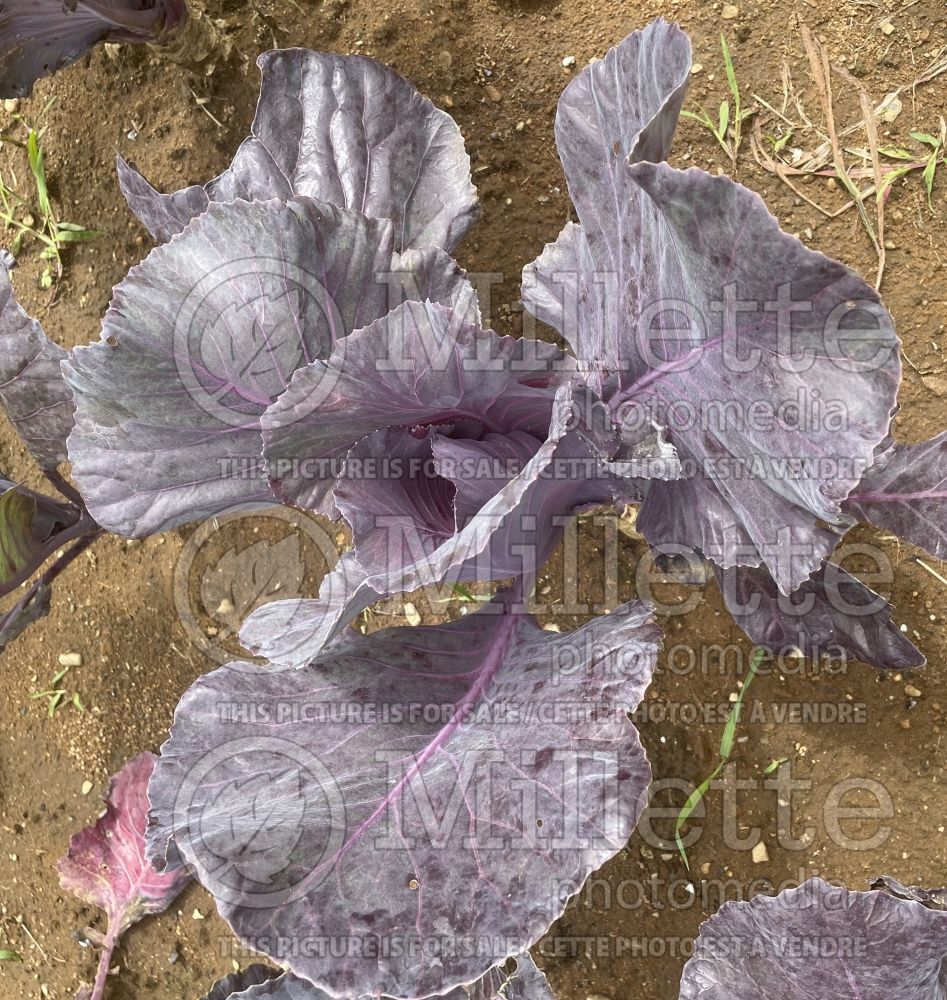 Brassica Red Kalibos (Cabbage vegetable) 2 
