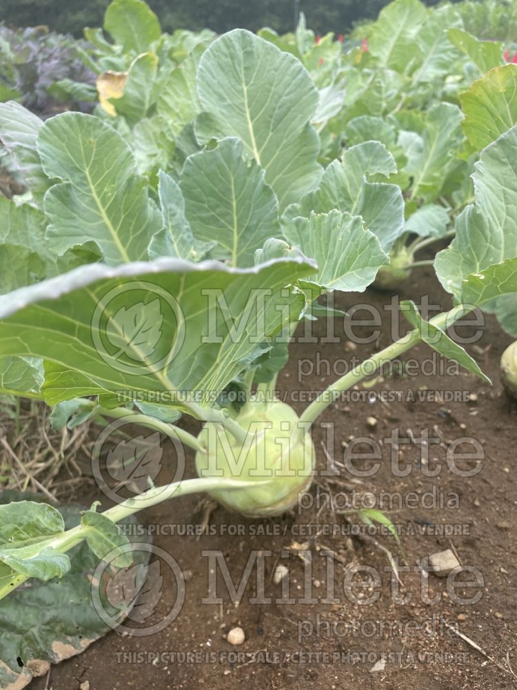 Brassica Superschmelz (kohlrabi cabbage vegetable - chou-rave) 3