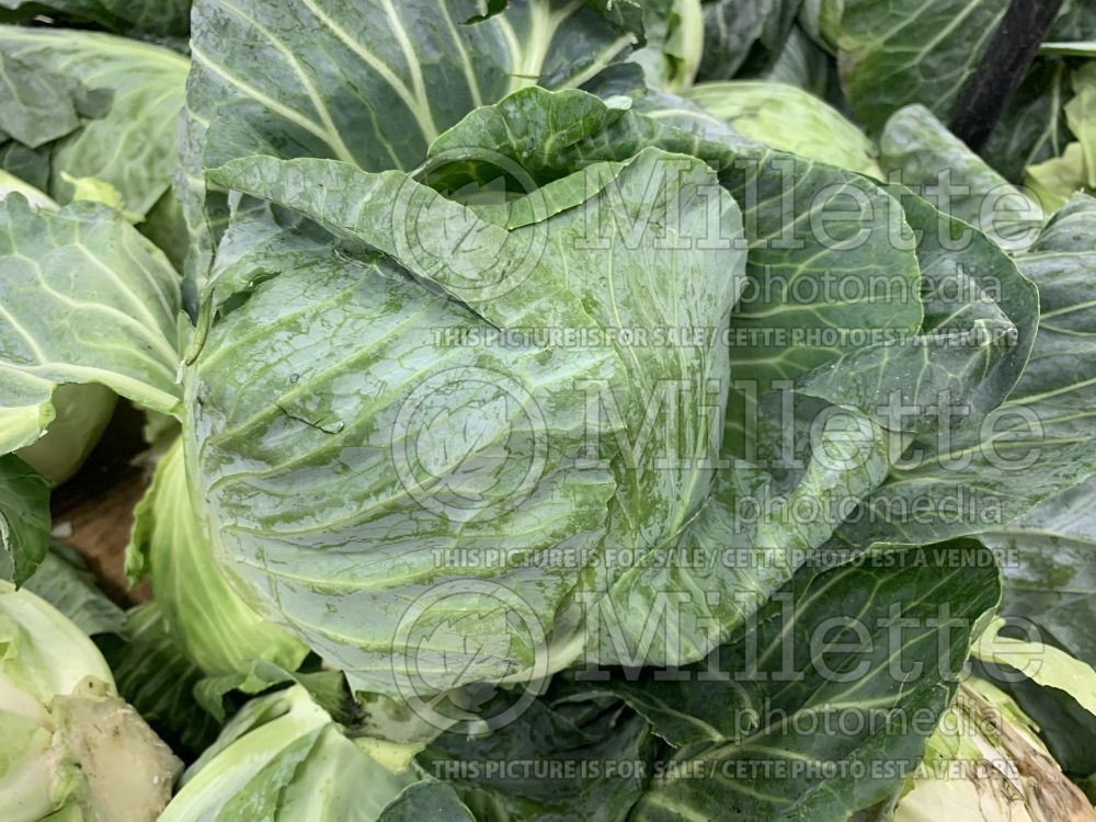 Brassica oleracea var. capitata (Cabbage vegetable - chou)) 2 