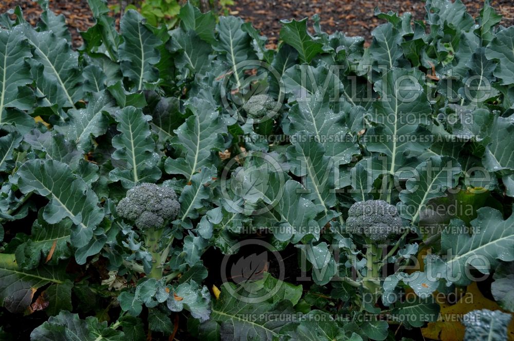 Brassica Arcadia (Broccoli vegetable) 4 