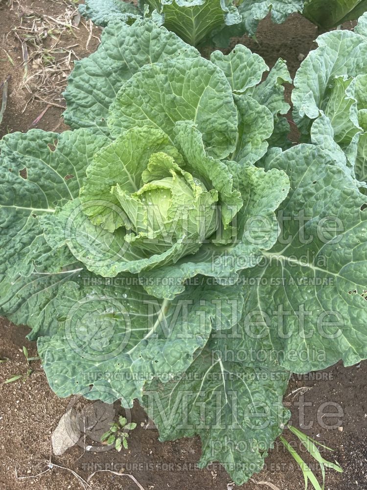 Brassica Winter King (Cabbage vegetable) 1 