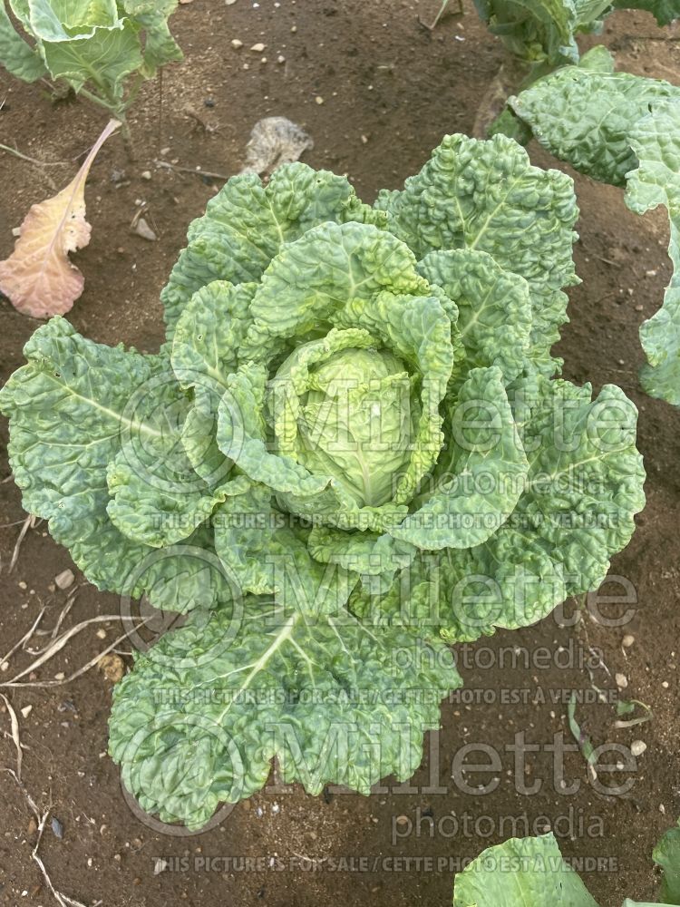 Brassica Winter King (Cabbage vegetable) 4 