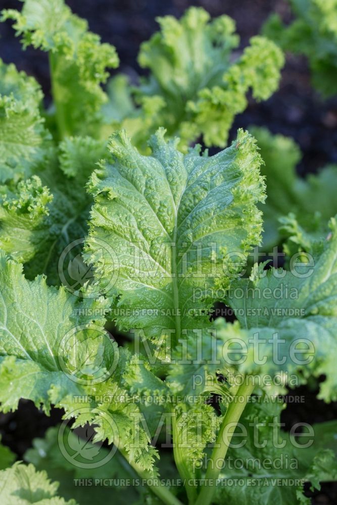 Brassica Chirimen Hakarashi (chinese cabbage lettuce oriental 