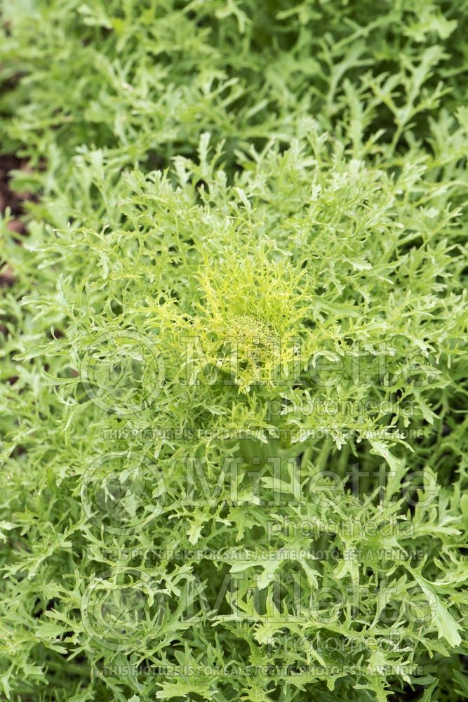 Brassica Golden Streak (chinese mustard lettuce oriental vegetable) 1 
