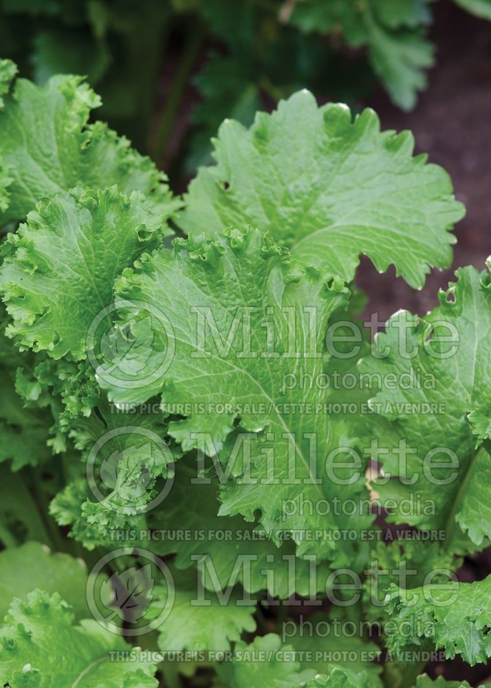 Brassica juncea (Chinese mustard vegetable) 1 