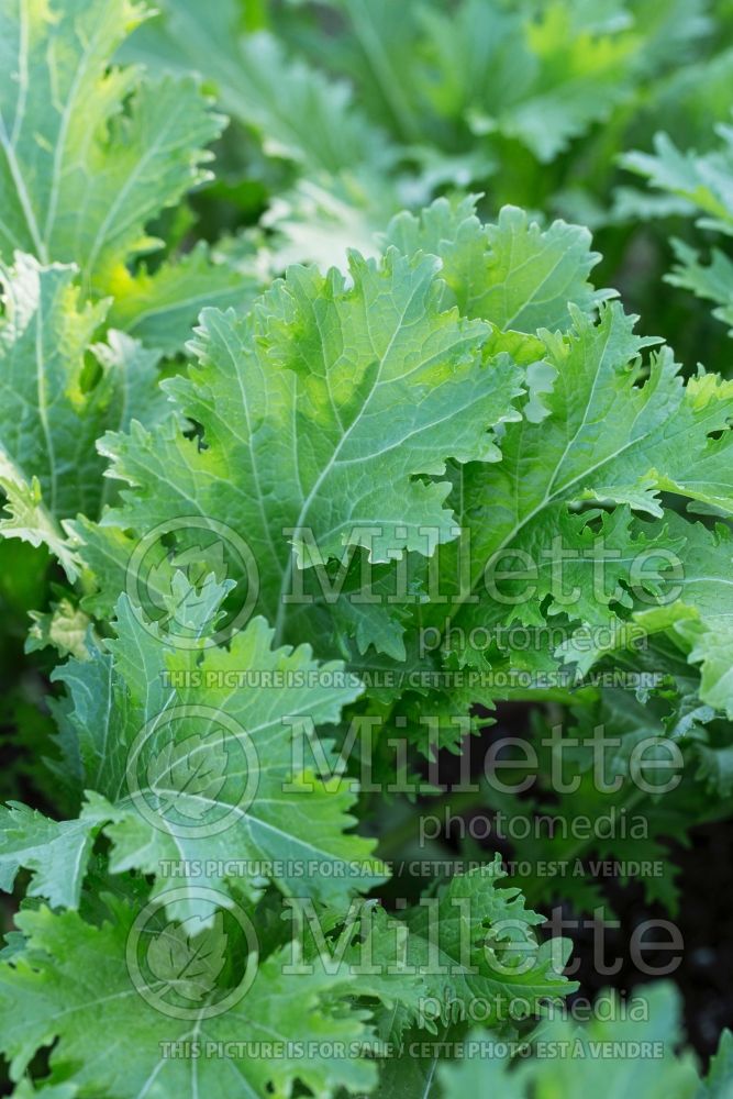 Brassica Serifon aka Green In the Snow aka Suehlihung (chinese mustard lettuce oriental vegetable) 2 