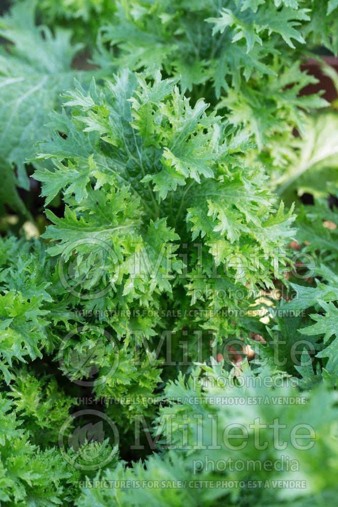 Brassica Spicy Green (mustard green oriental vegetable) 2 