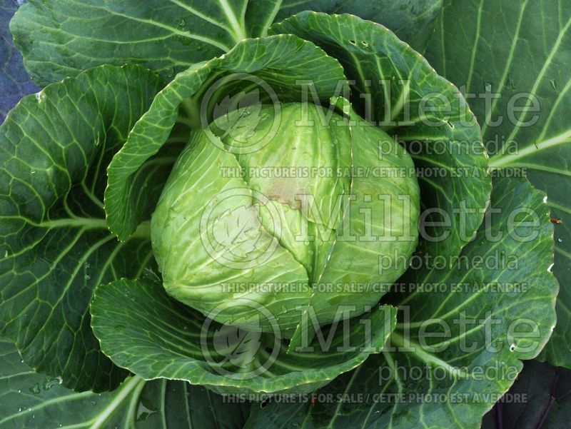 Brassica oleracea (Winter Cabbage) 1 