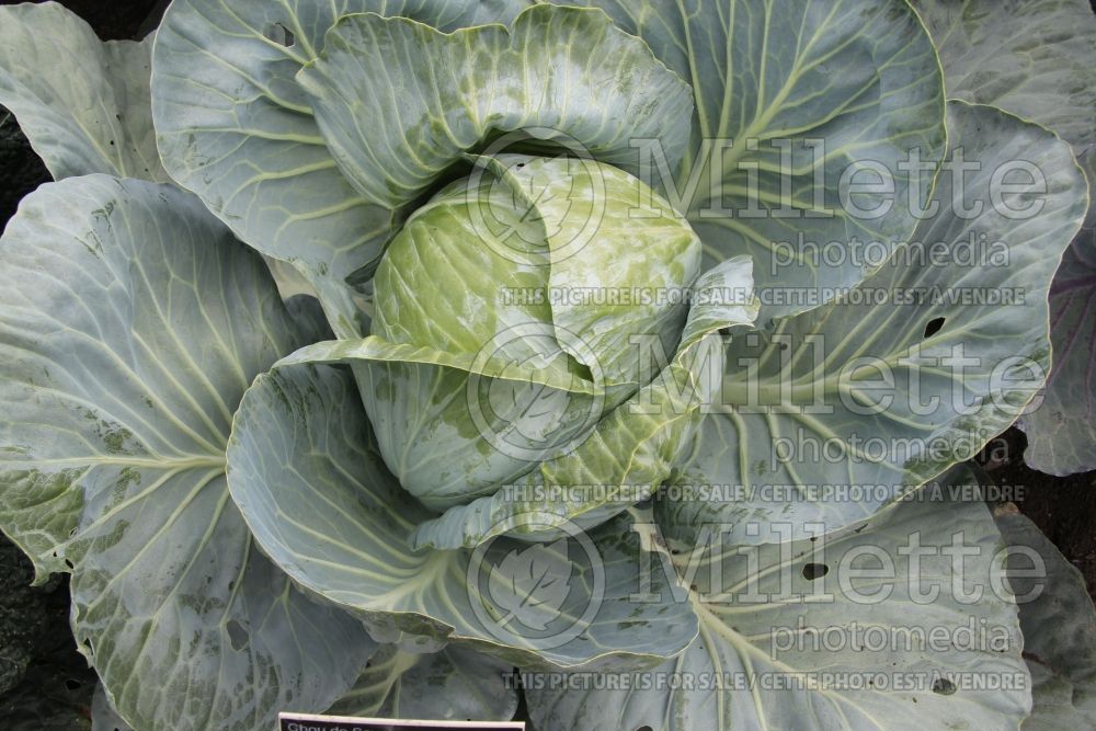 Brassica Samantha (Cabbage vegetable - chou) 1 
