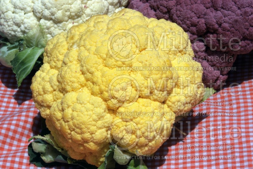 Brassica Cheddar (cauliflower vegetable – chou-fleur) 3