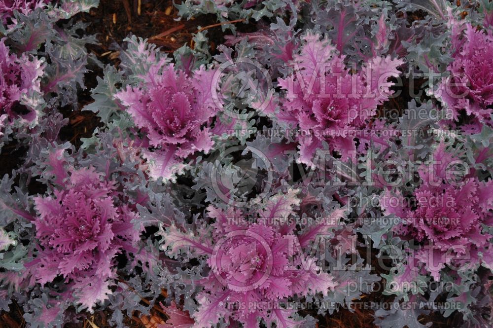 Brassica Coral Queen (Flowering Kale)) 1 
