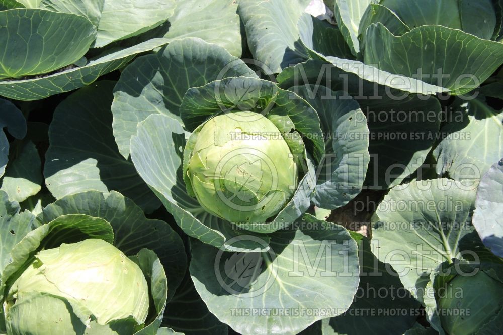 Brassica Gonzales (Cabbage vegetable - chou) 1