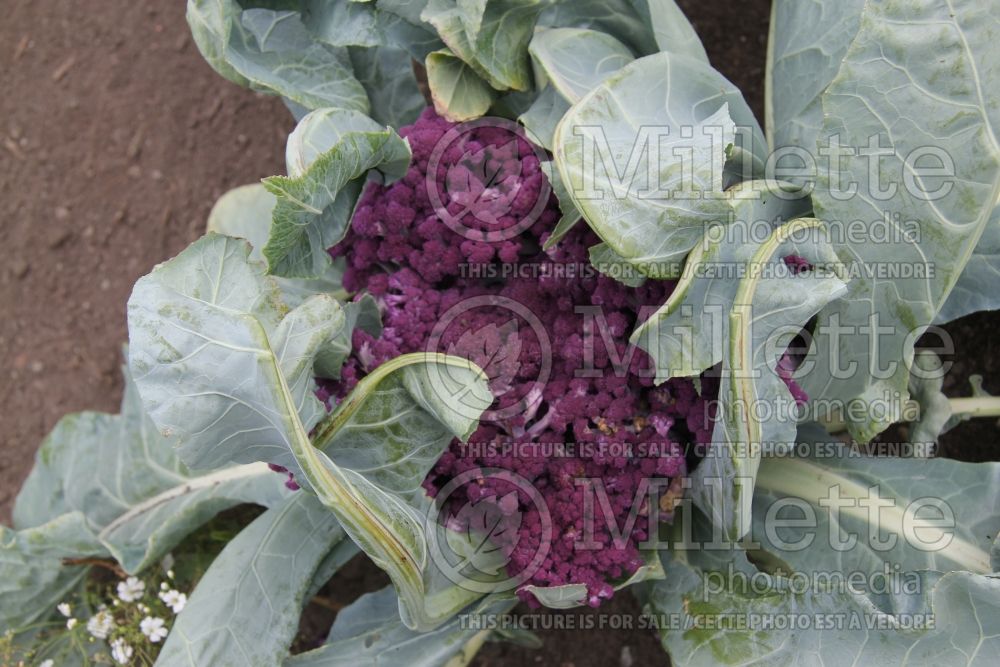 Brassica Graffiti (cauliflower vegetable – chou fleur) 4 