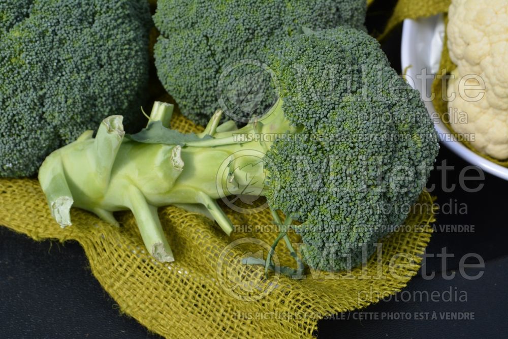 Brassica Imperial (Broccoli vegetable) 1 