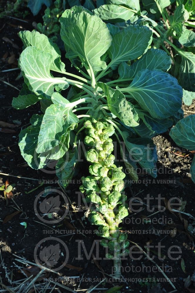 Brassica Jade Cross (Brussels Sprouts Vegetable – chou de Bruxelles) 1 