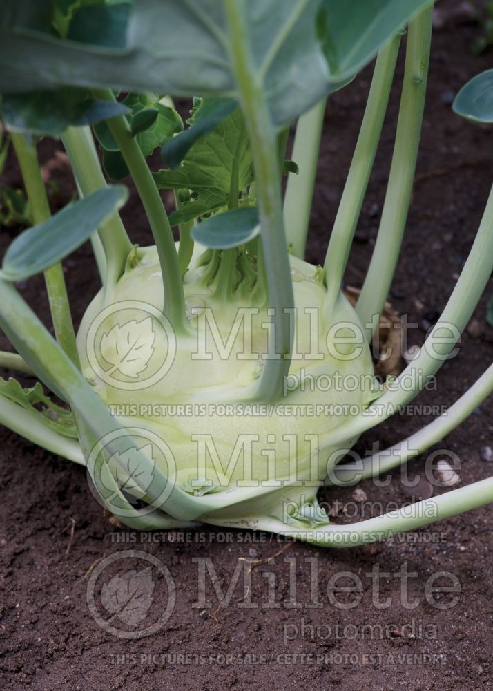 Brassica oleracea var. gongylodes (Kohlrabi vegetable chou-rave) 1