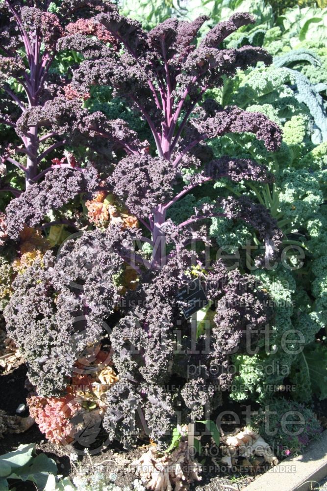 Brassica Redbor (kale vegetable – chou frisé) 18 