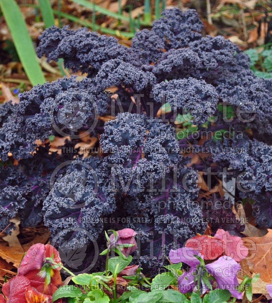 Brassica Redbor (kale vegetable – chou frisé) 4 