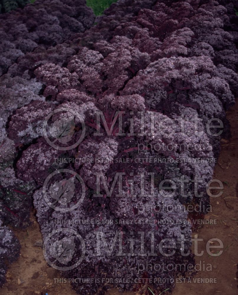 Brassica Redbor (kale vegetable – chou frisé) 19 